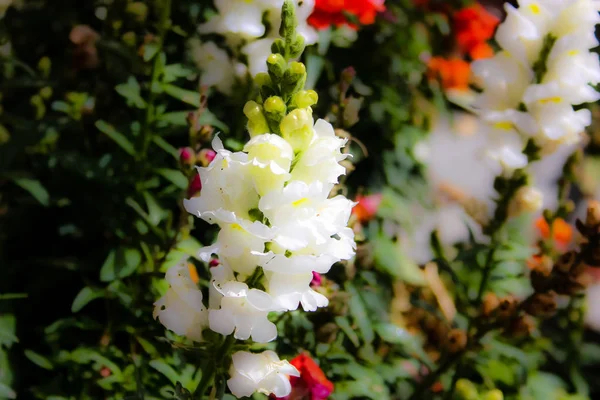 Närbild Färgglada Blommor Från Jerusalem Israel — Stockfoto