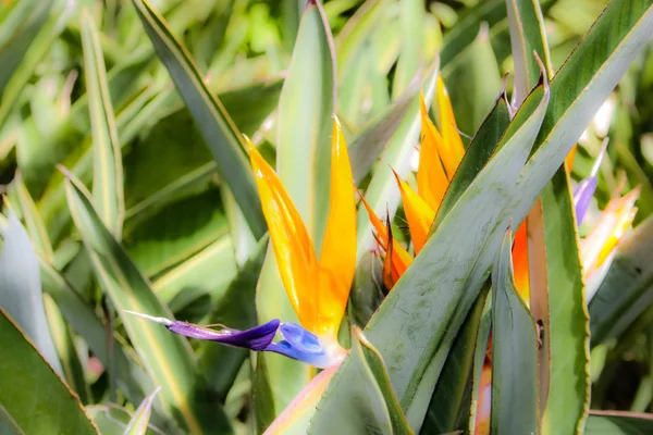 Close Flores Coloridas Jerusalém Israel — Fotografia de Stock