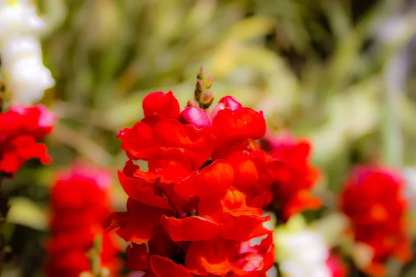 Nahaufnahme Bunter Blumen Aus Jerusalem Israel — Stockfoto