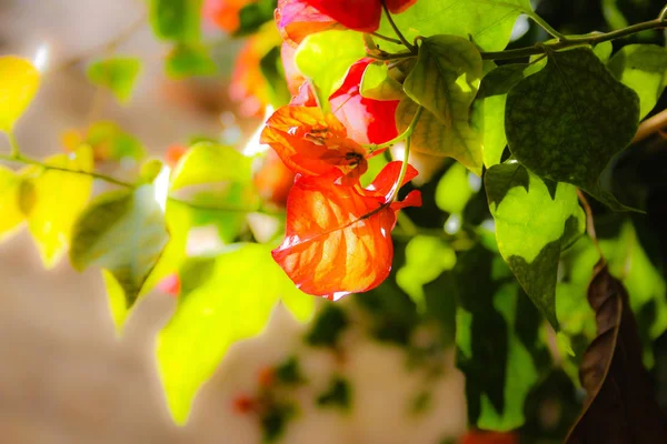 Primer Plano Flores Colores Jerusalén Israel — Foto de Stock