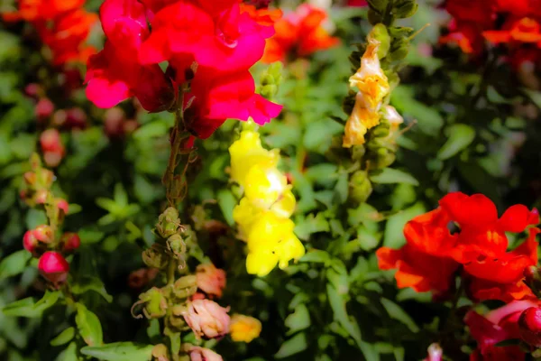 Primer Plano Flores Colores Jerusalén Israel — Foto de Stock