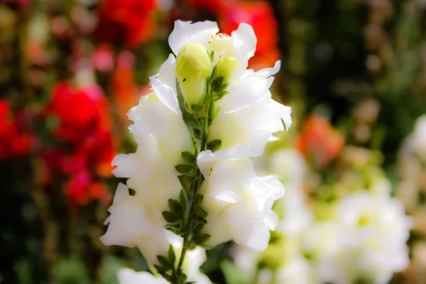 Närbild Färgglada Blommor Från Jerusalem Israel — Stockfoto