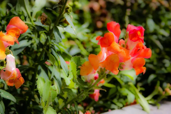 イスラエルのエルサレムから色とりどりの花のクローズ アップ — ストック写真