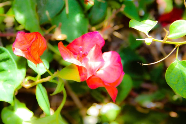 Close Van Kleurrijke Bloemen Uit Jeruzalem Israël — Stockfoto