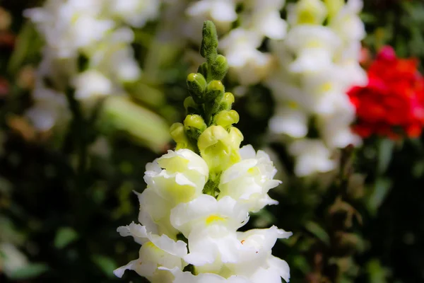 Närbild Färgglada Blommor Från Jerusalem Israel — Stockfoto