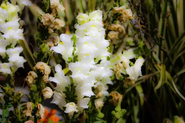 Närbild Färgglada Blommor Från Jerusalem Israel — Stockfoto