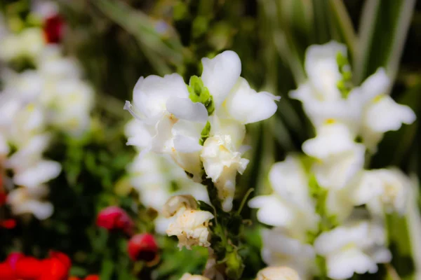 Närbild Färgglada Blommor Från Jerusalem Israel — Stockfoto