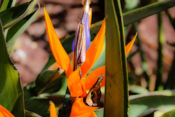 Close Flores Coloridas Jerusalém Israel — Fotografia de Stock