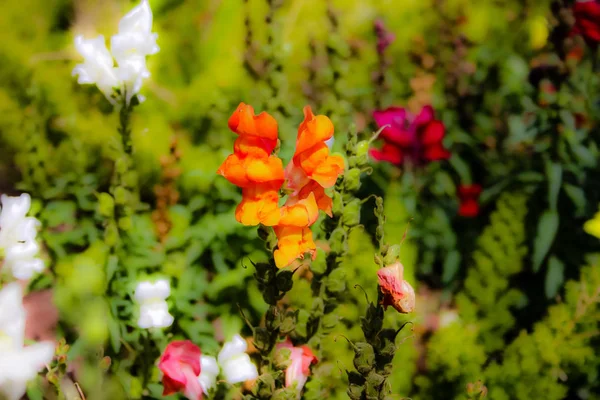 Closeup Srail Kudüs Ten Renkli Çiçekler — Stok fotoğraf