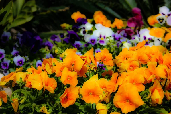 Zbliżenie Kolorowe Kwiaty Jerozolimy Izraelu — Zdjęcie stockowe