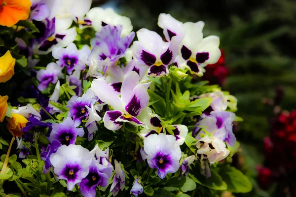 Närbild Färgglada Blommor Från Jerusalem Israel — Stockfoto