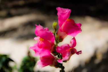 Closeup İsrail Kudüs'ten renkli çiçekler