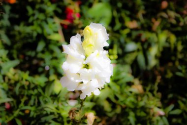 Closeup İsrail Kudüs'ten renkli çiçekler