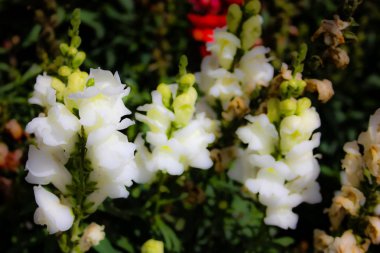 Closeup İsrail Kudüs'ten renkli çiçekler