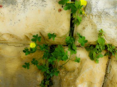 Closeup İsrail Kudüs'ten renkli çiçekler