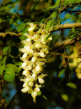 Closeup İsrail Kudüs'ten renkli çiçekler