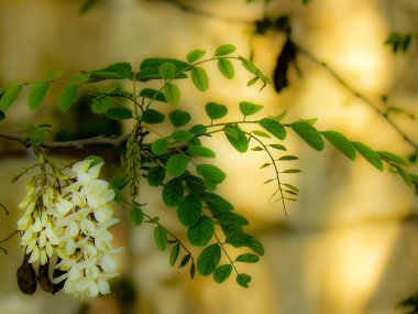 Closeup İsrail Kudüs'ten renkli çiçekler