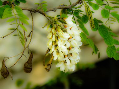 Closeup İsrail Kudüs'ten renkli çiçekler