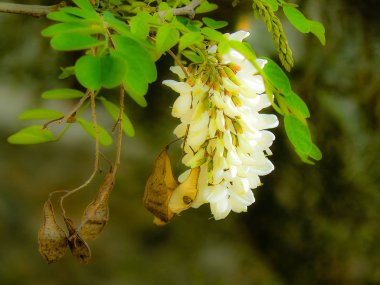 Closeup İsrail Kudüs'ten renkli çiçekler