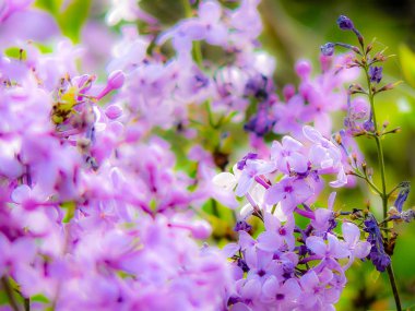 Closeup İsrail Kudüs'ten renkli çiçekler
