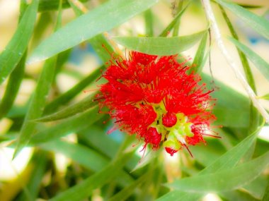 Closeup İsrail Kudüs'ten renkli çiçekler