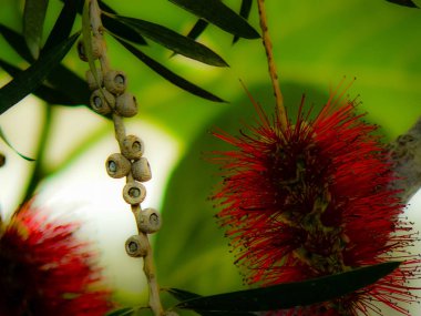 Closeup İsrail Kudüs'ten renkli çiçekler