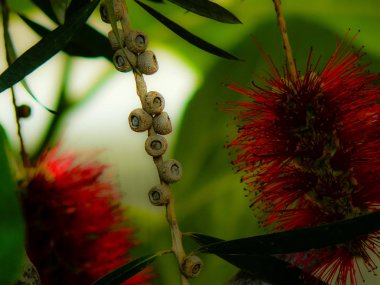 Closeup İsrail Kudüs'ten renkli çiçekler