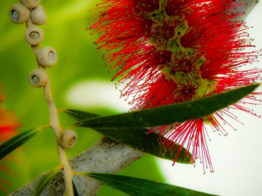 Closeup İsrail Kudüs'ten renkli çiçekler