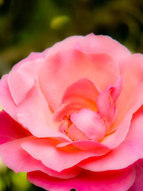 Closeup İsrail Kudüs'ten renkli çiçekler