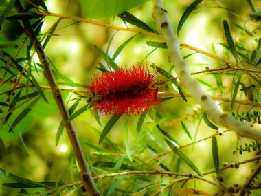 Closeup İsrail Kudüs'ten renkli çiçekler