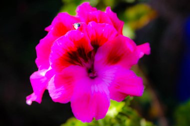 Closeup İsrail Kudüs'ten renkli çiçekler