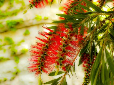 Closeup İsrail Kudüs'ten renkli çiçekler