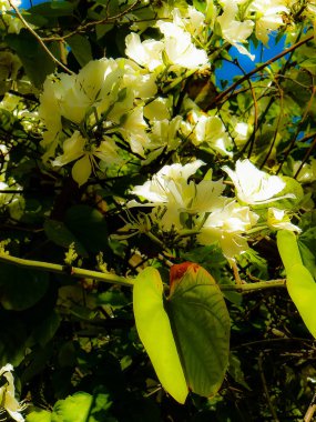 Closeup İsrail Kudüs'ten renkli çiçekler