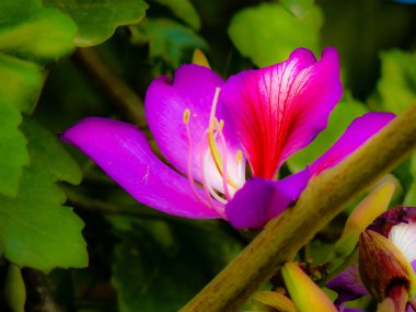 Closeup İsrail Kudüs'ten renkli çiçekler