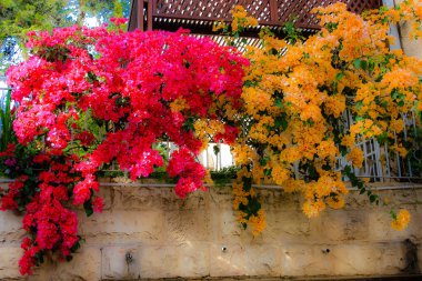 Closeup İsrail Kudüs'ten renkli çiçekler