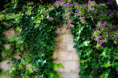 Closeup İsrail Kudüs'ten renkli çiçekler