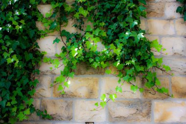 Closeup İsrail Kudüs'ten renkli çiçekler