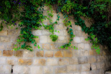 Closeup İsrail Kudüs'ten renkli çiçekler