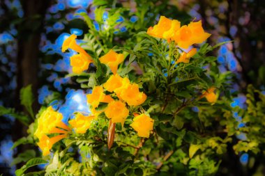 Closeup İsrail Kudüs'ten renkli çiçekler