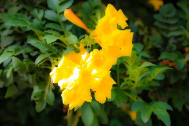 Closeup İsrail Kudüs'ten renkli çiçekler