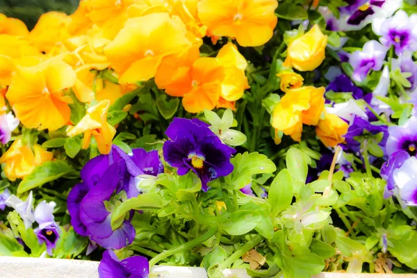 Closeup İsrail Kudüs'ten renkli çiçekler