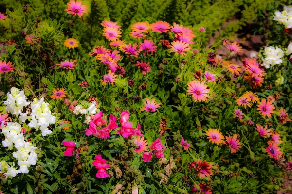 Primer Plano Flores Colores Jerusalén Israel — Foto de Stock