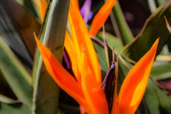 イスラエルのエルサレムから色とりどりの花のクローズ アップ — ストック写真