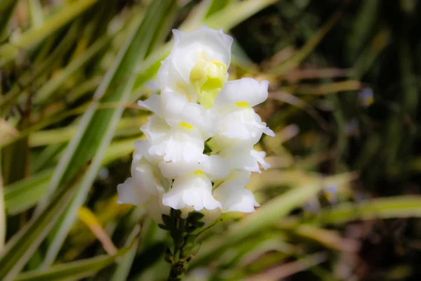 Närbild Färgglada Blommor Från Jerusalem Israel — Stockfoto