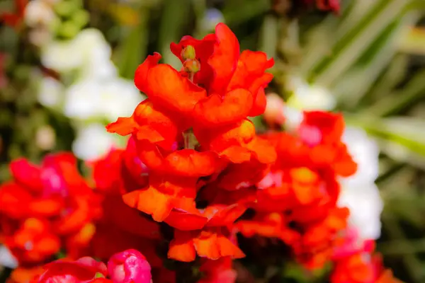 Close Flores Coloridas Jerusalém Israel — Fotografia de Stock