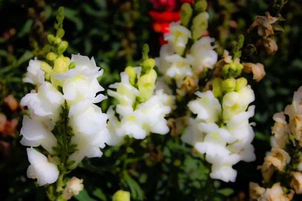 Closeup İsrail Kudüs'ten renkli çiçekler