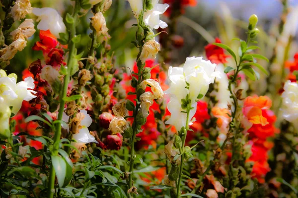 Closeup Των Ζωηρόχρωμων Λουλουδιών Από Την Ιερουσαλήμ Στο Ισραήλ — Φωτογραφία Αρχείου
