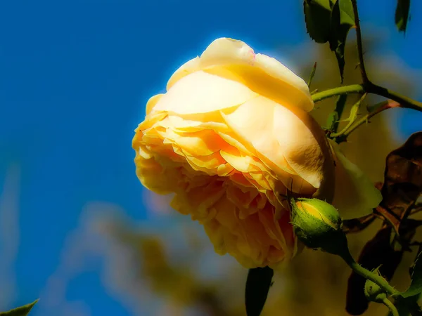 Närbild Färgglada Blommor Från Jerusalem Israel — Stockfoto