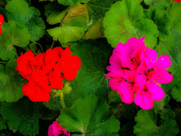 Closeup Colorful Flowers Jerusalem Israel — Stock Photo, Image