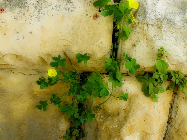 Closeup İsrail Kudüs'ten renkli çiçekler